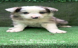 Border Collie perros en venta: Border Collie Blue Merle - Imagen 1