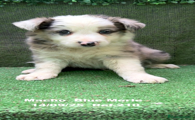 Border Collie perros - Anuncio 8