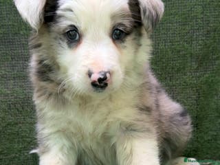 Border Collie perros Border Collie Blue Merle - Anuncio 3