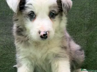 Border Collie perros Border Collie Blue Merle - Anuncio 29
