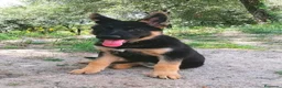 Pastor Alemán perros en venta: PASTOR ALEMAN - Anuncio 2