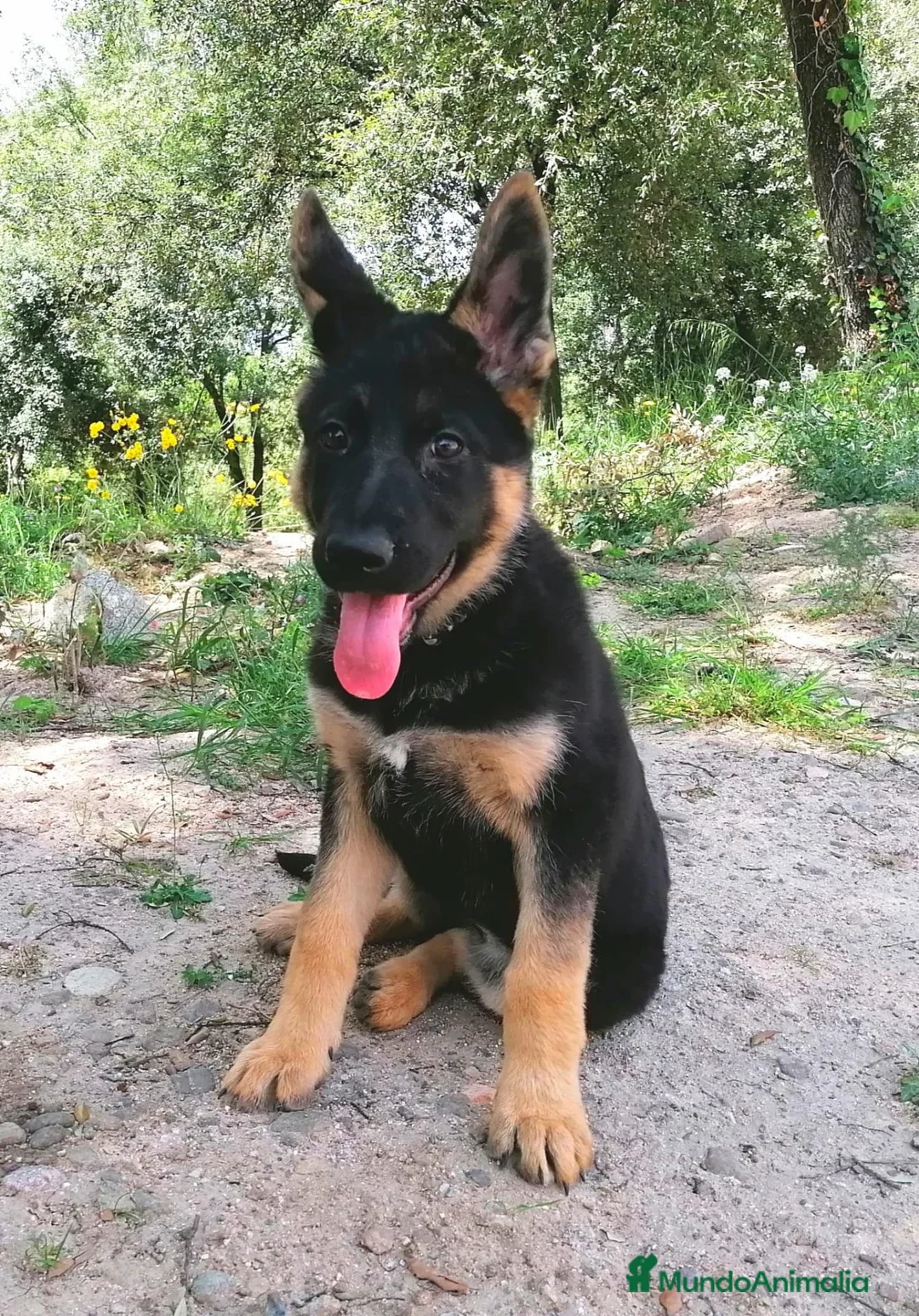 Pastor Alemán perros en venta: PASTOR ALEMAN - Anuncio 2