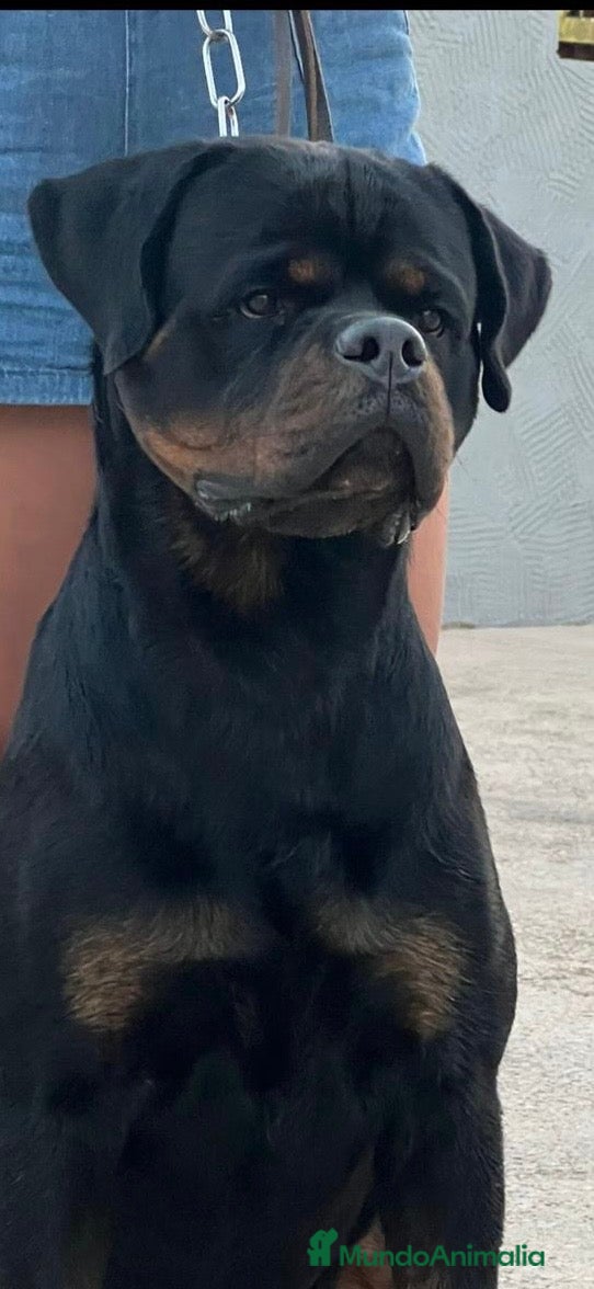 Rottweiler perros Macho de Rotweiler adulto - Anuncio 1