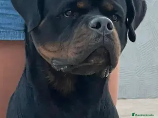 Rottweiler perros Macho de Rotweiler adulto - Anuncio 1