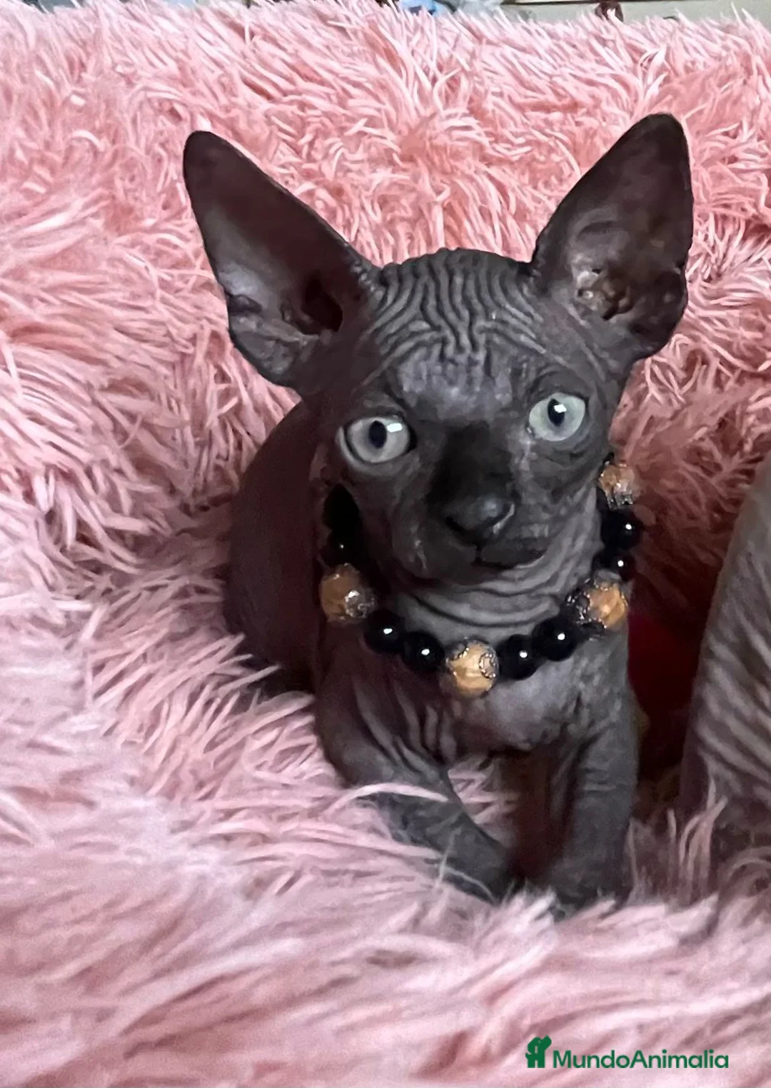 Sphynx gatos en venta: Gatita sphynx color negro! - Anuncio 13