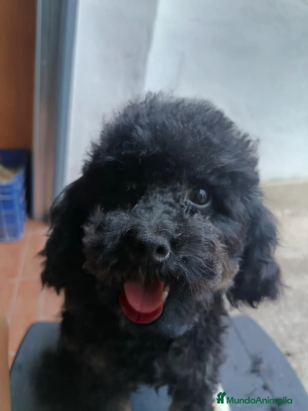 Caniche Toy perros en venta: Caniche toy  - Anuncio 2