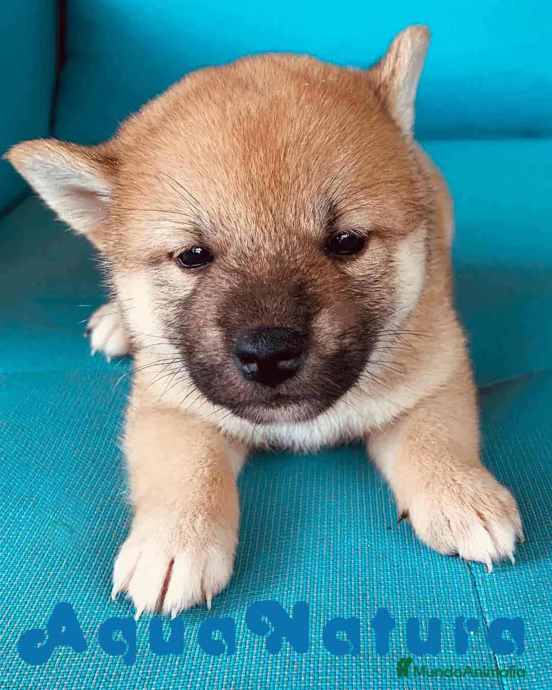 Shiba Inu perros en venta:  Shiba Inu Hembra de Magy 6942 - AQUANATURA en Barcelona - Anuncio 3