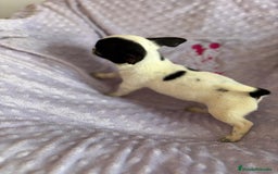 Chihuahua perros en venta: Chihuahua mini toy - Imagen 4