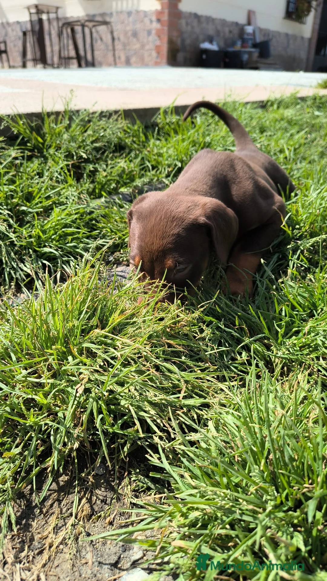 Dobermann perros en venta: Macho chocolate doberman  - Anuncio 3
