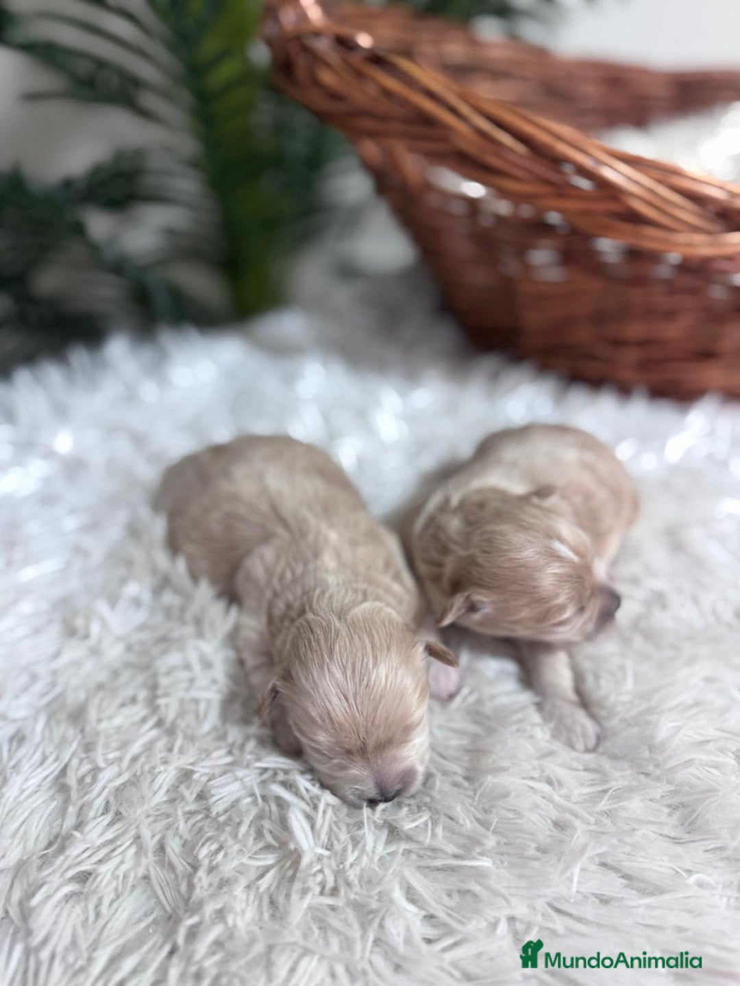 Maltipoo perros en venta: MALTIPOO - Anuncio 12