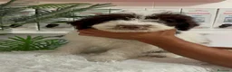Perro de Agua Español perros en venta: PERRO DE AGUA - Anuncio 9
