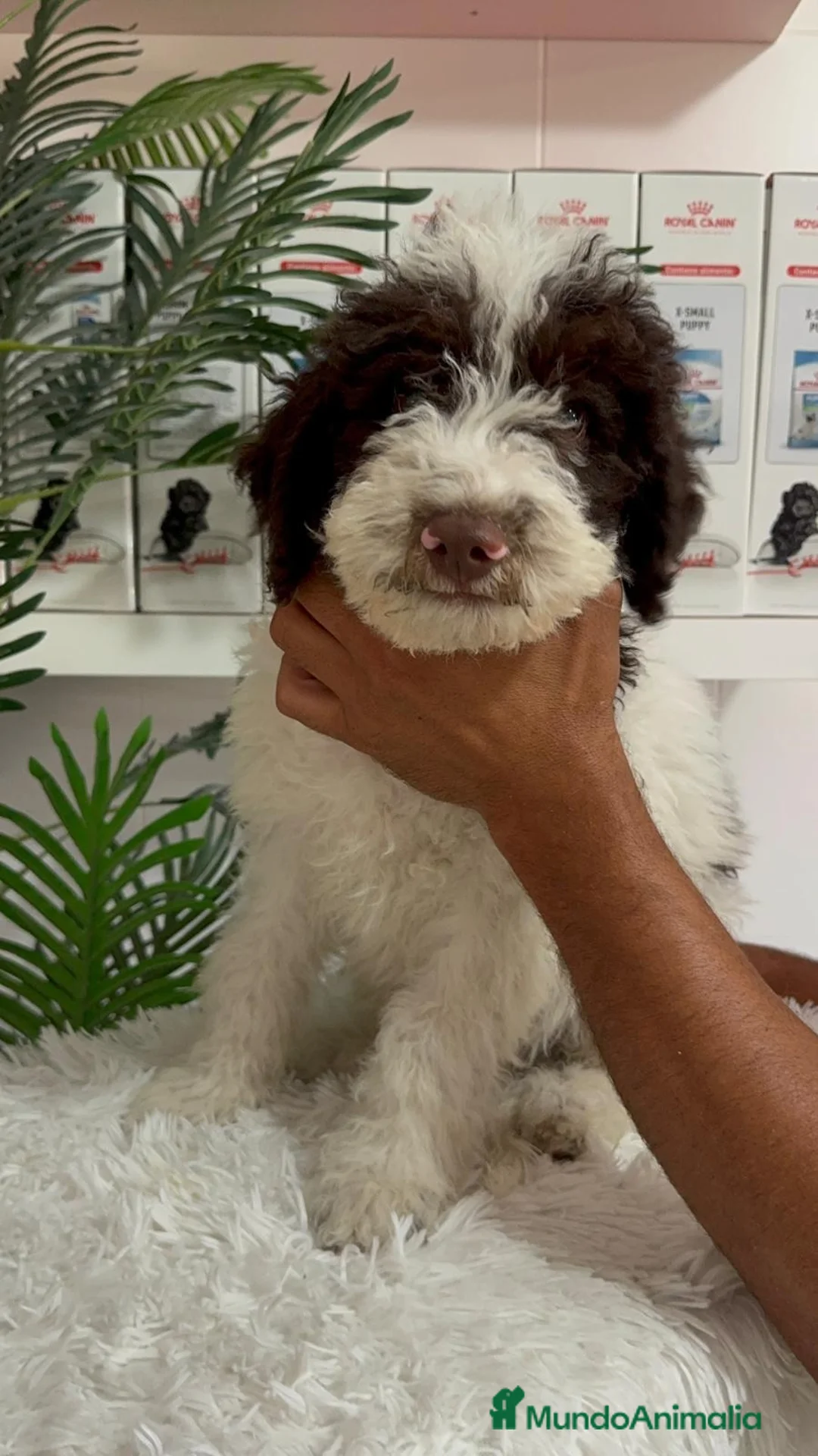 Perro de Agua Español perros en venta: PERRO DE AGUA - Anuncio 9