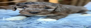 Caniche Mediano 1