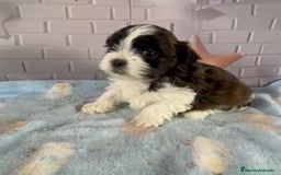 Shih Tzu perros en venta: Shih Tzu muy bonitos!!! - Imagen 2