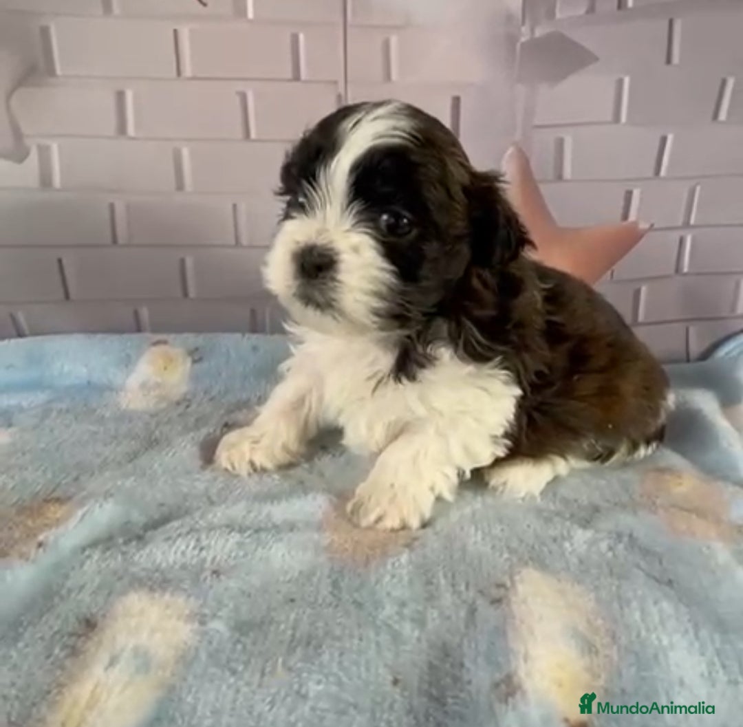 Shih Tzu perros en venta: Shih Tzu muy bonitos!!! - Imagen 2