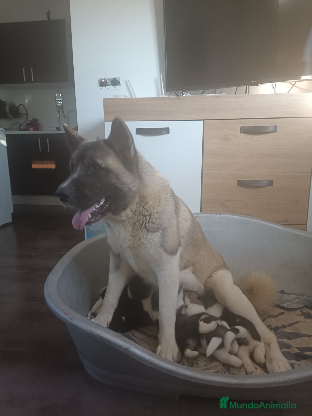 Akita Americano perros en venta: Akita americano  en Alicante - Imagen 4