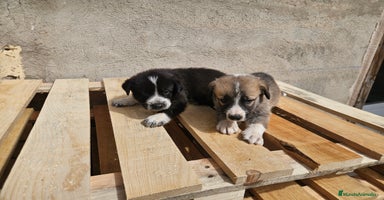Mastín Español perros - Anuncio 13