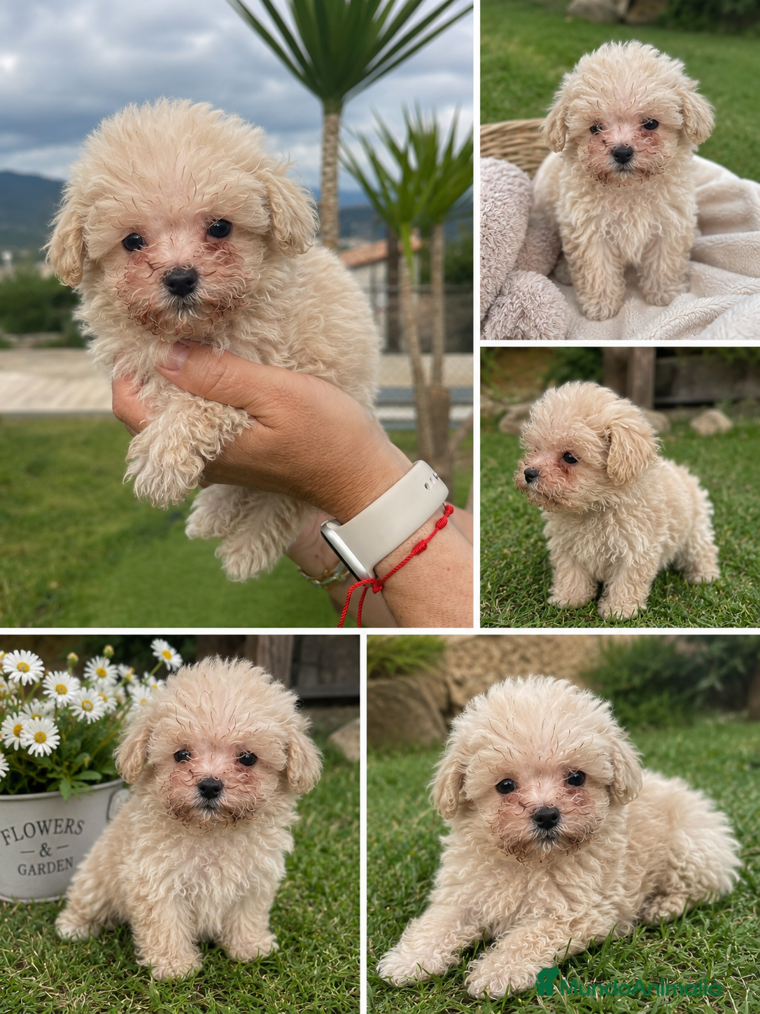 Caniche Toy perros Caniche súper toy diminuto con 2 meses!💛 - Anuncio 1
