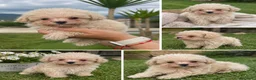 Caniche Toy perros en venta: Caniche súper toy diminuto con 2 meses!💛 - Anuncio 1
