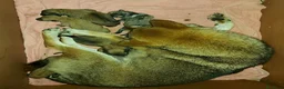 Shiba Inu perros en venta: Shibas Nietos del Campeón del Mundo - Anuncio 3