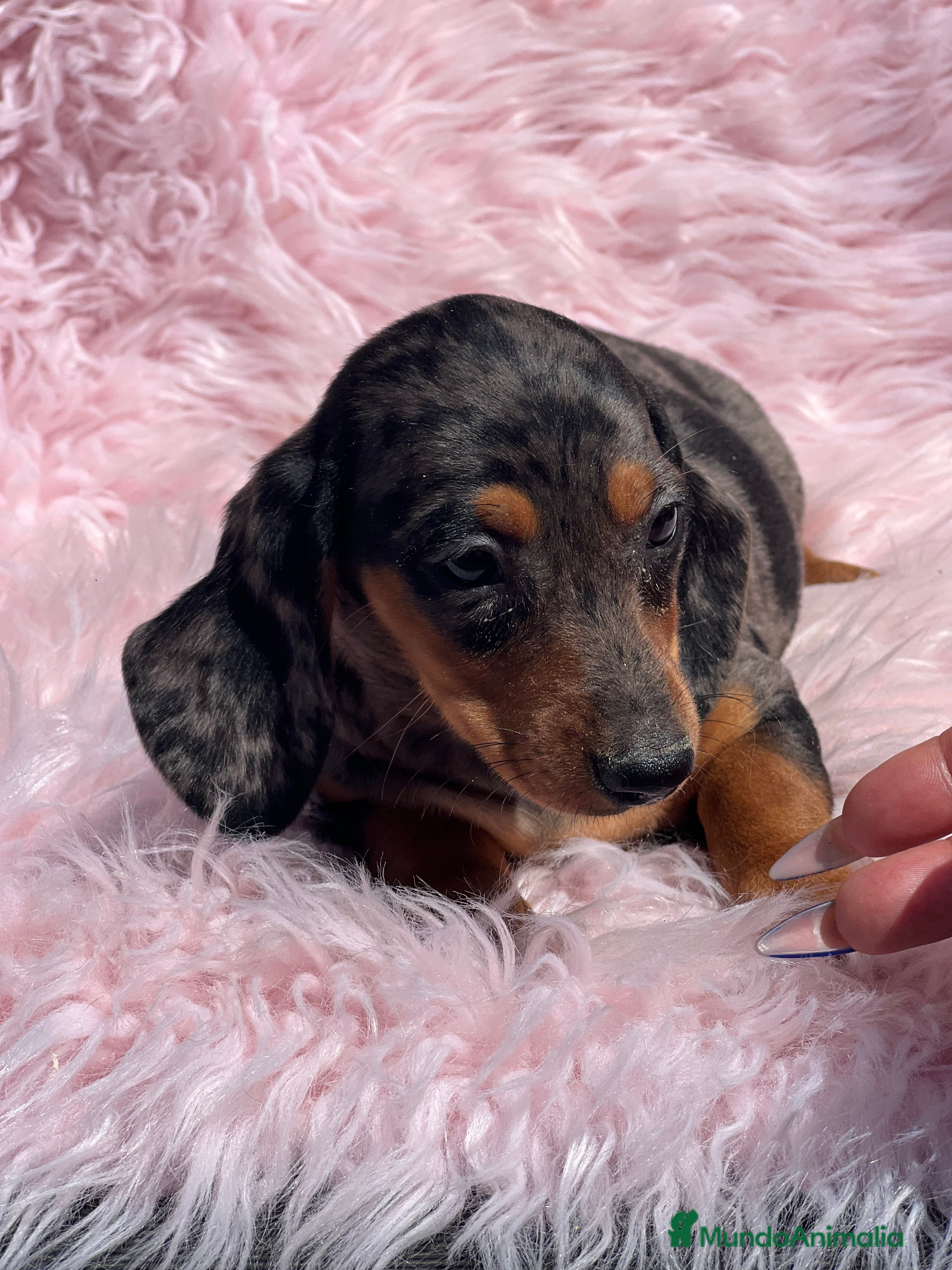 Teckel Miniatura perros TECKEL miniatura hembra  - Anuncio 2