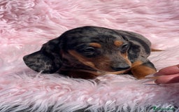 Teckel Miniatura perros en venta: TECKEL miniatura hembra  - Imagen 2