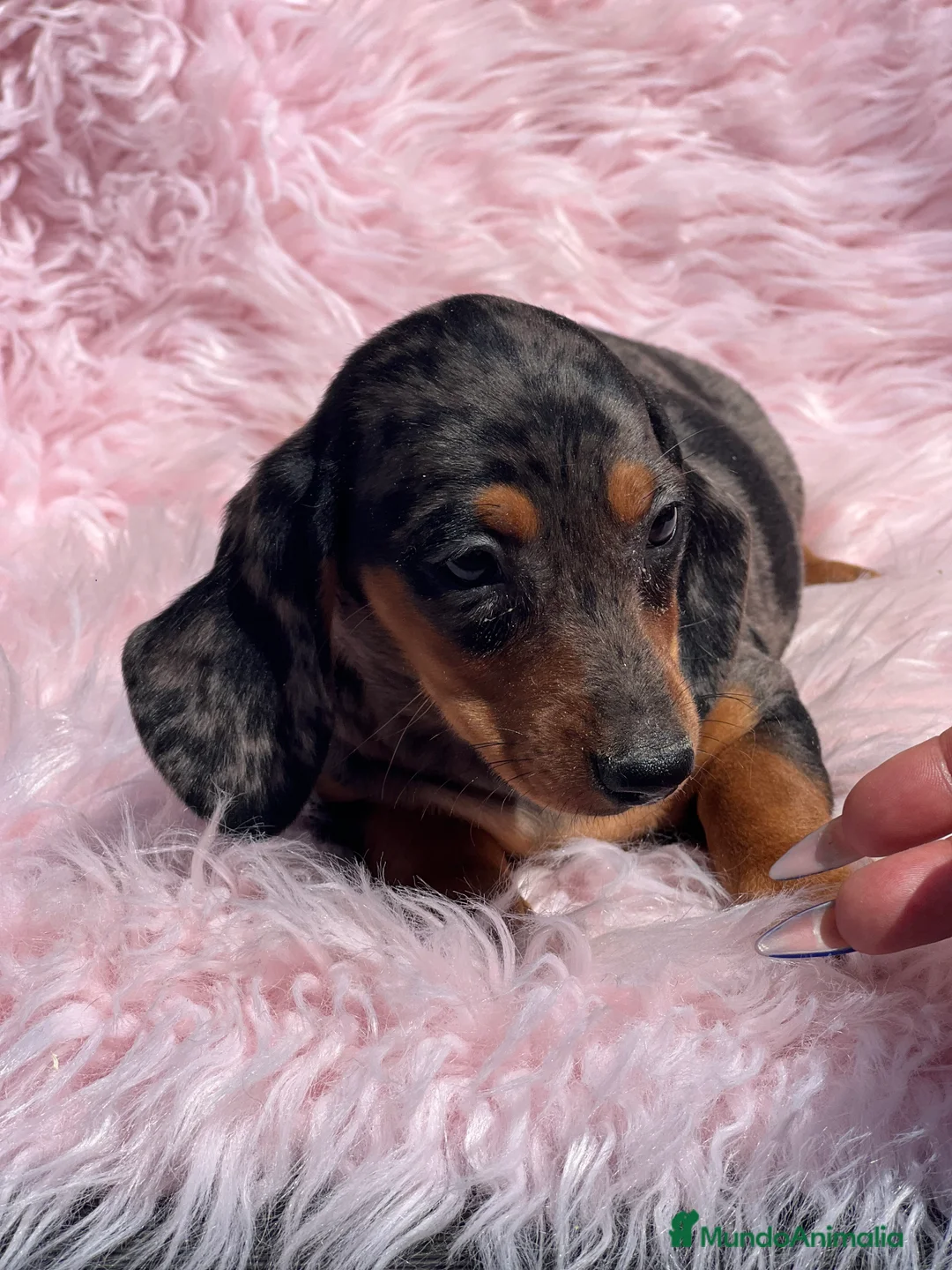 Teckel Miniatura perros en venta: TECKEL miniatura hembra  - Anuncio 2