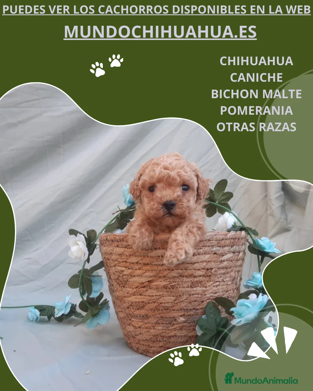 Caniche Toy perros en venta: PRECIOSOS CANICHE  ROJO LINEA TOY - Anuncio 13