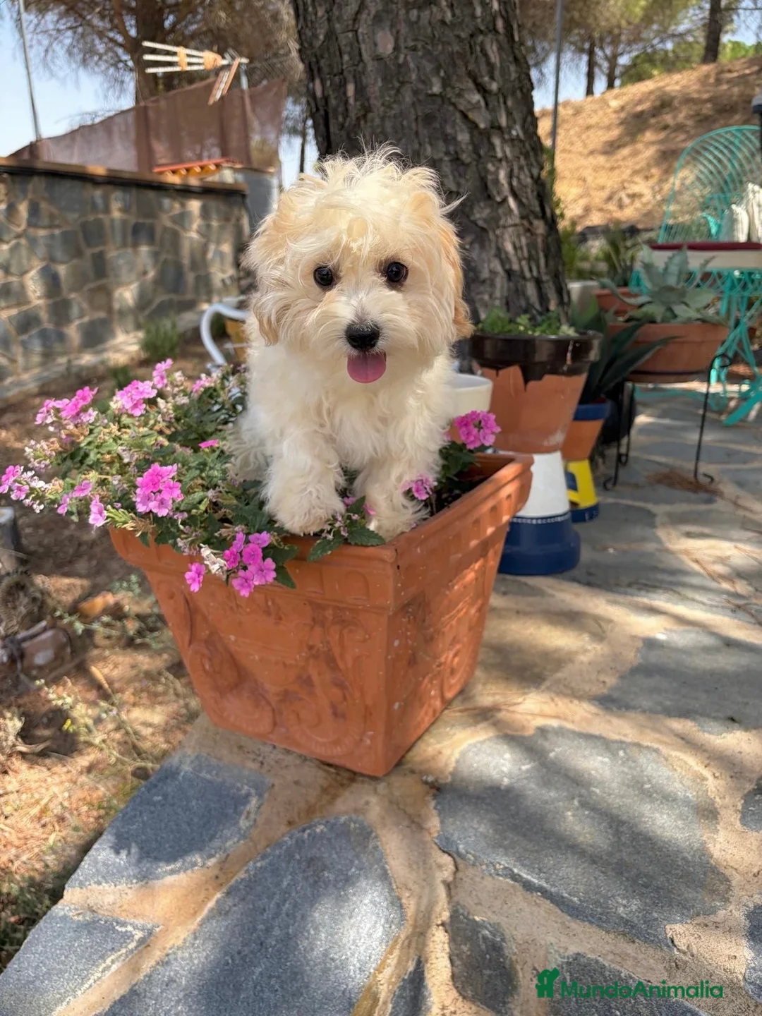 Maltipoo perros en venta: Maltipoo macho listo para entregar!!! - Anuncio 2