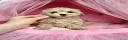 Maltipoo perros en venta: Maltipoo preciosos  - Anuncio 2