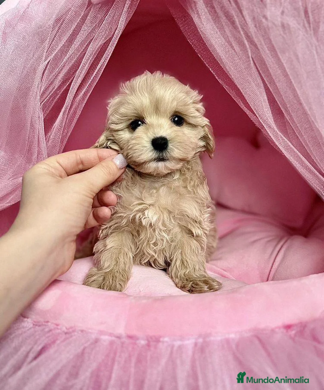 Maltipoo perros en venta: Maltipoo preciosos  - Anuncio 2