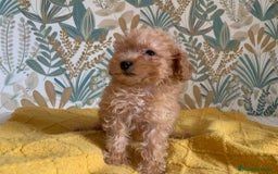 Caniche Toy perros en venta: Caniche Toy APricot - Imagen 3