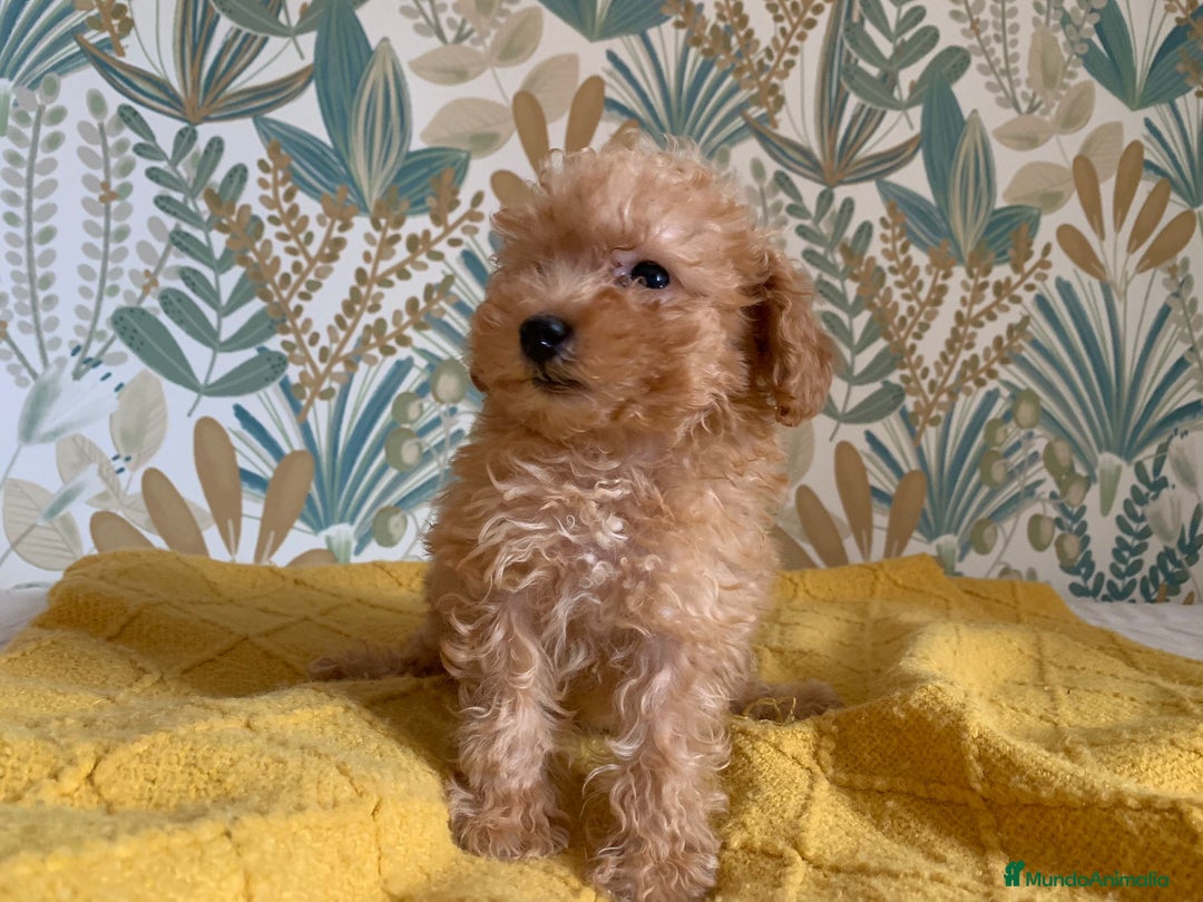 Caniche Toy perros en venta: Caniche Toy APricot - Imagen 3