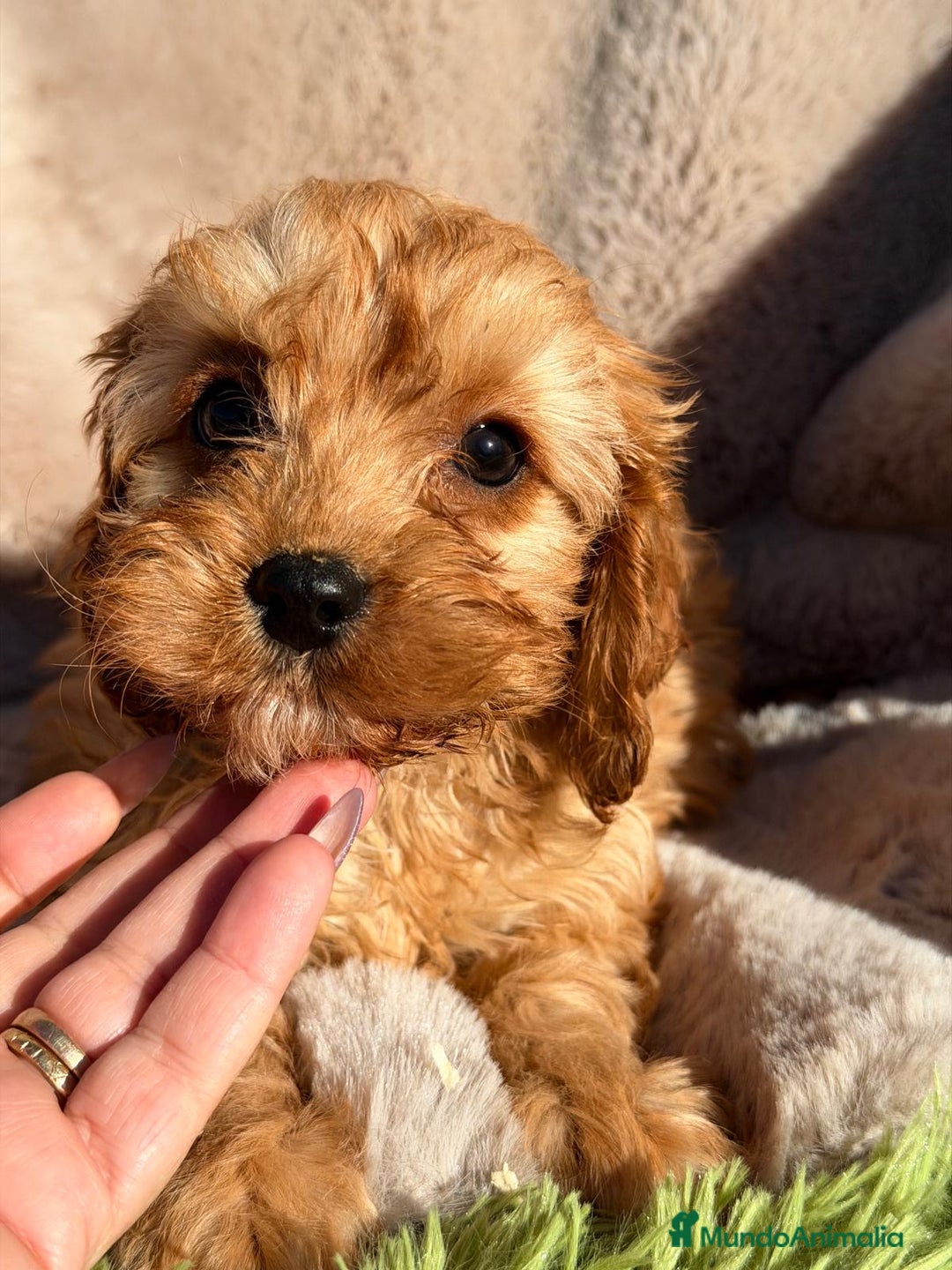 Cavapoo perros en venta: CAMADA CAVAPOO DISPONIBLES - Anuncio 5