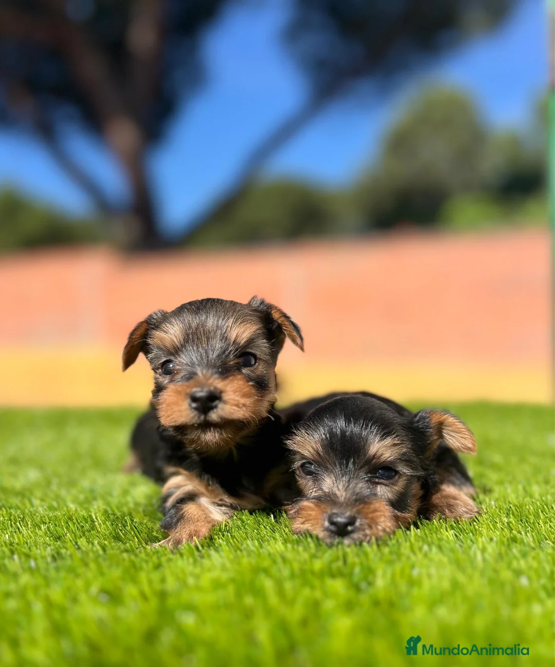 Yorkshire Terrier perros en venta: Yorkshire  - Anuncio 2