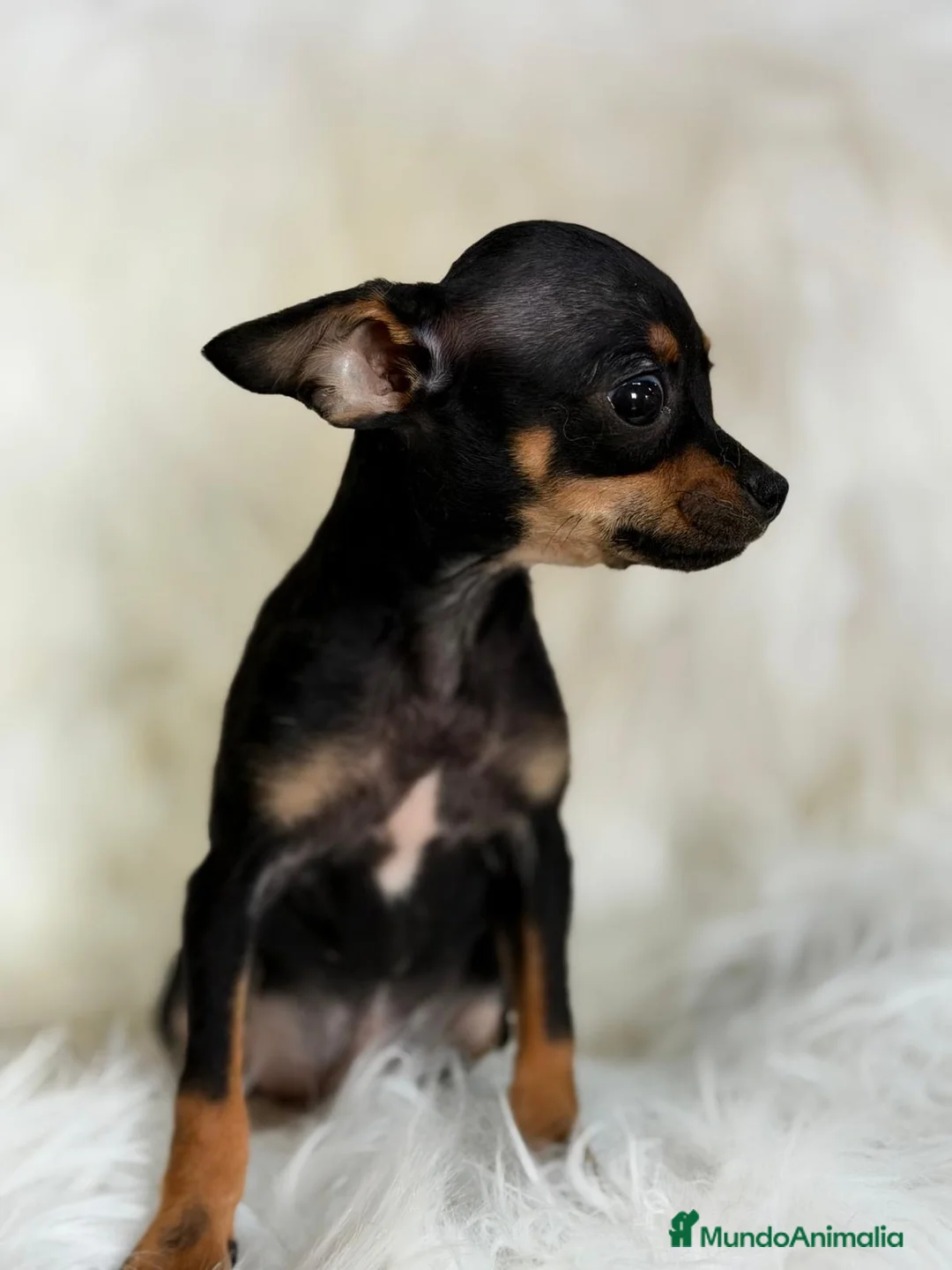 Ratón de Praga perros en venta: DIMINUTO RATÓN DE PRAGA MACHO - Anuncio 2