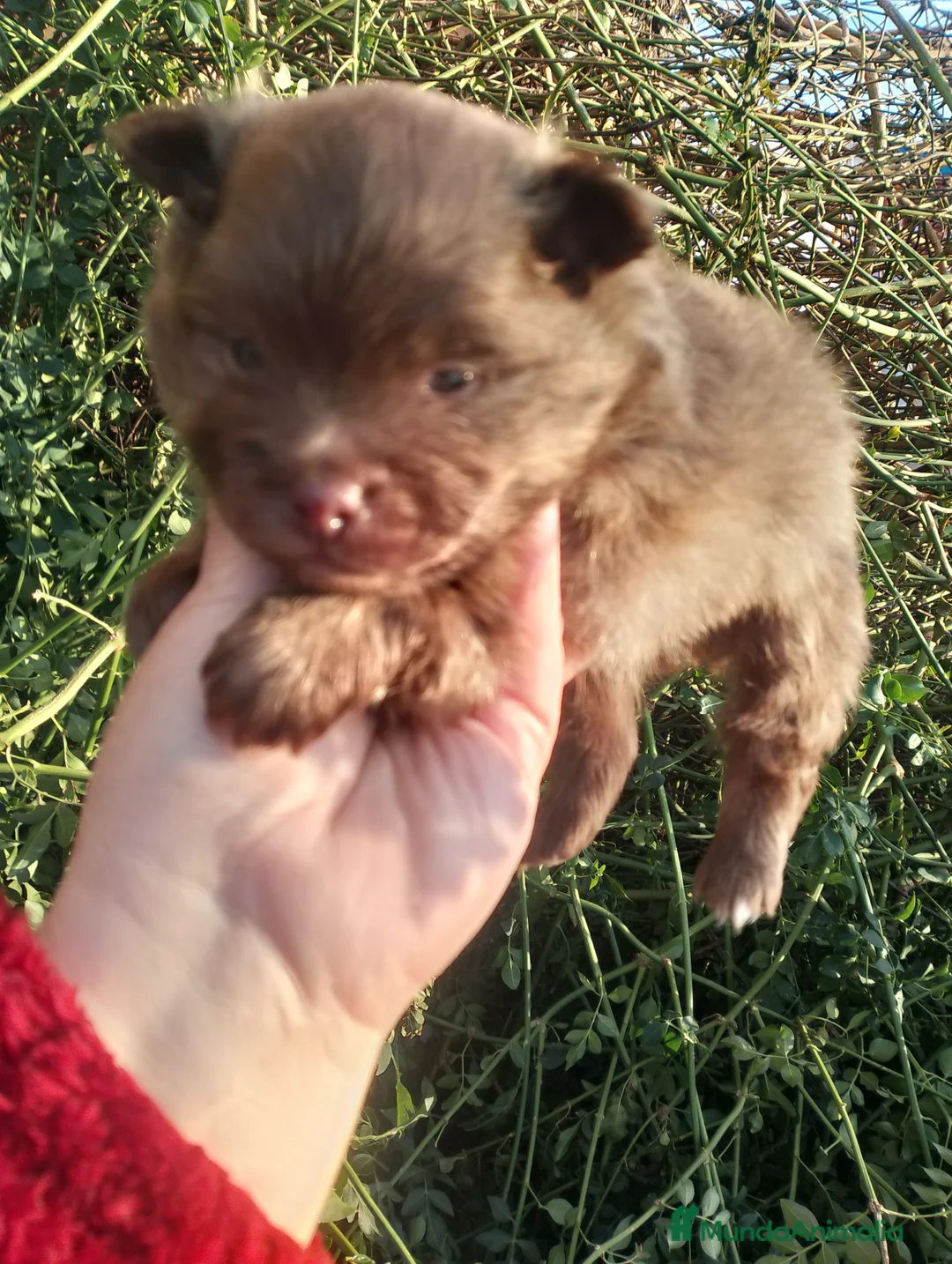 Pomchi perros en venta: Pomchi macho 550€  - Anuncio 2