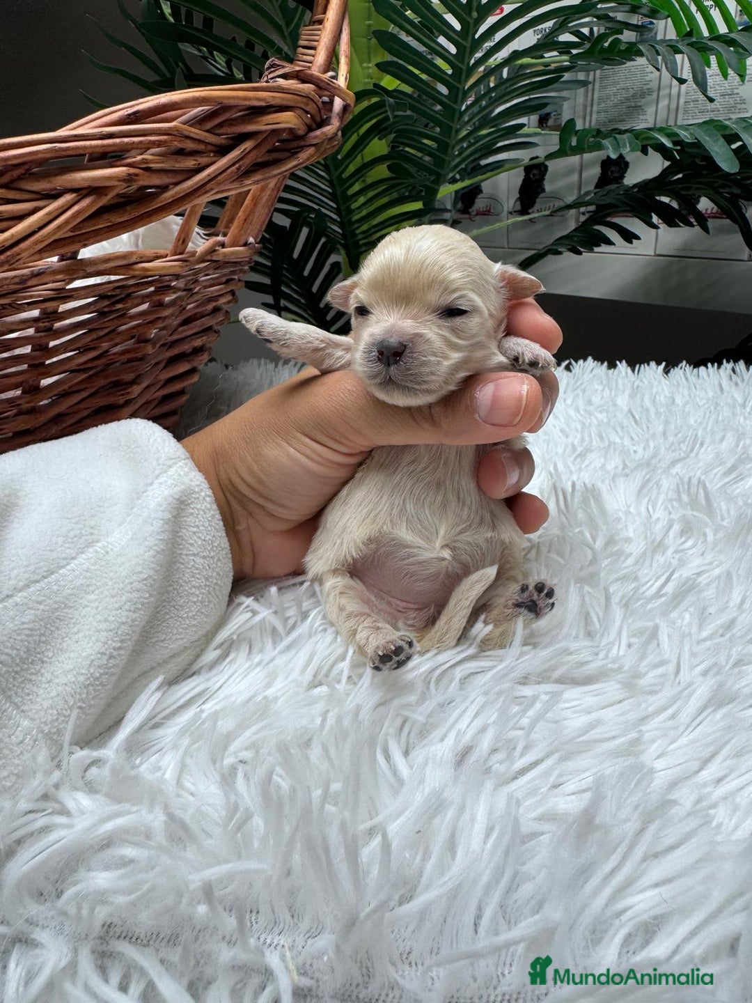 Maltipoo perros en venta: MALTIPOO HEMBRA - Anuncio 8