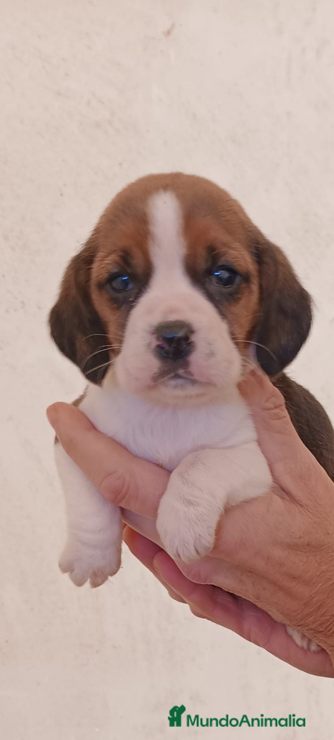 Beagle perros en venta: Beagle  - Anuncio 6