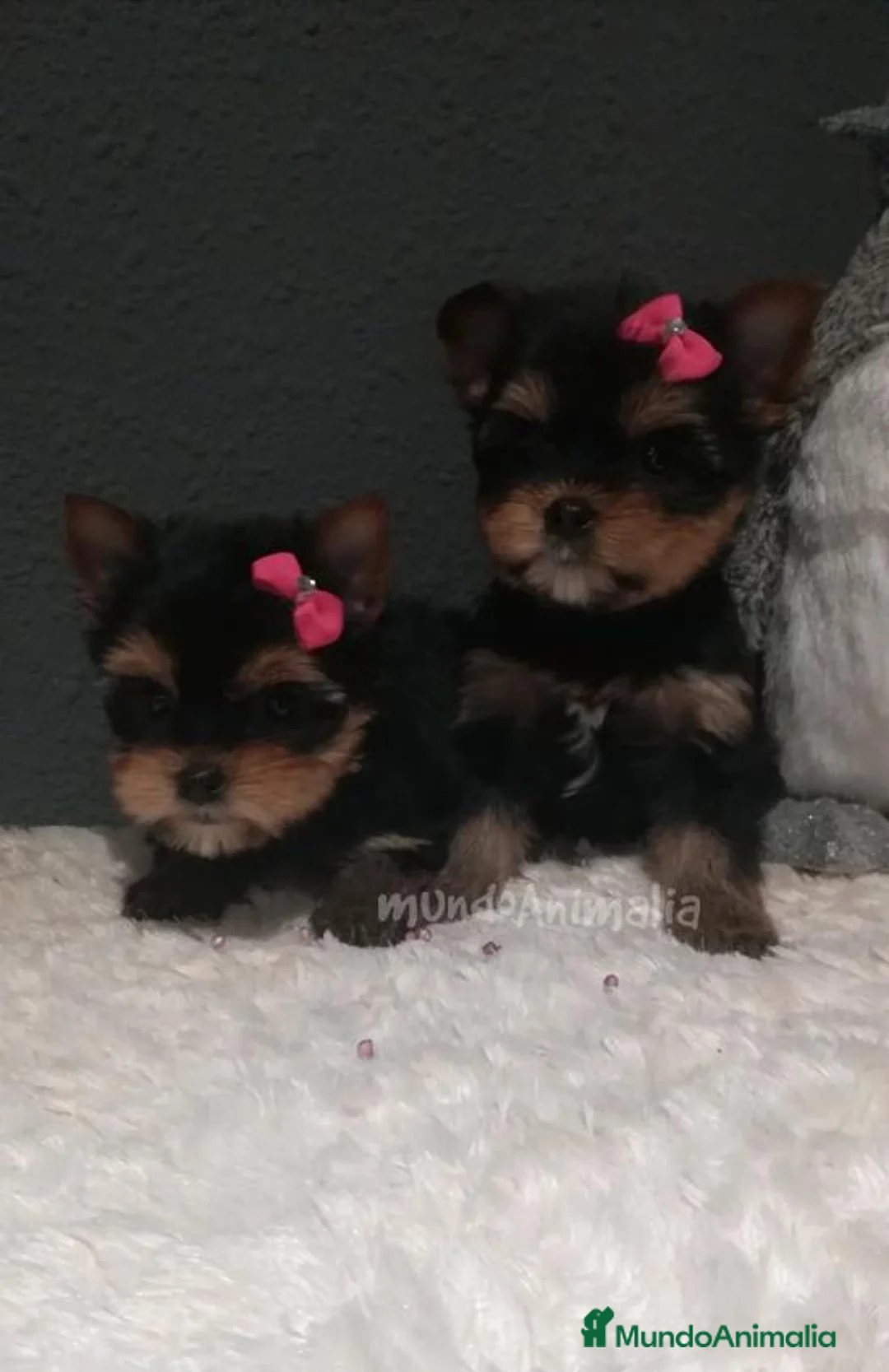 Imagen de galería {{count}}