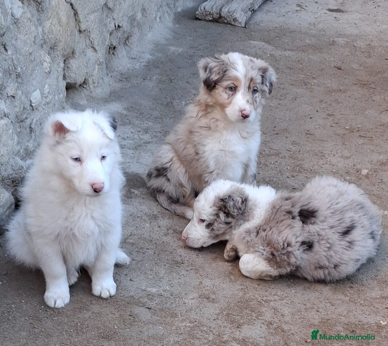 Border Collie perros Boder collie Madrid - Anuncio 2