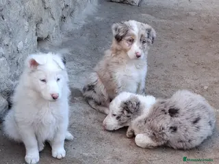 Border Collie perros Boder collie Madrid - Anuncio 2
