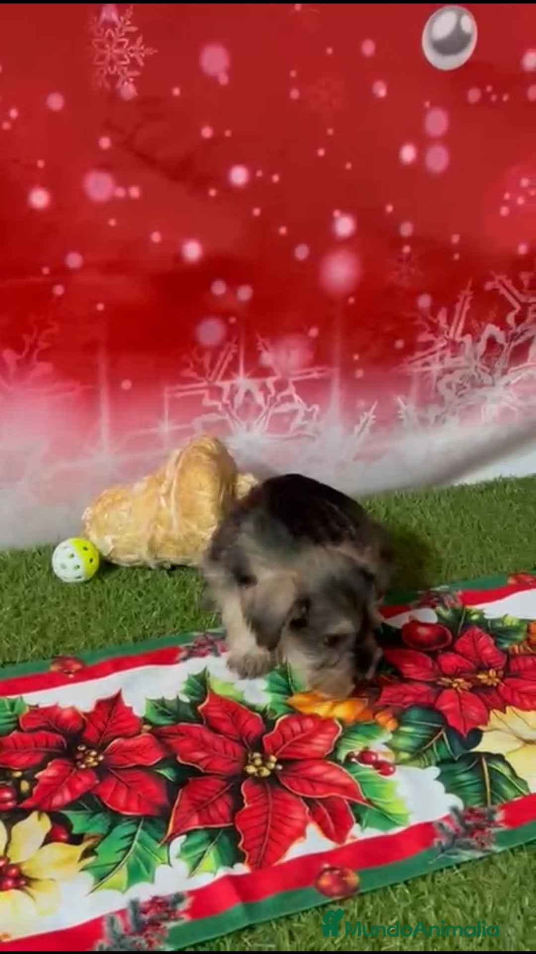 Schnauzer Miniatura perros en venta: SCHNAUZER MINI TOY  - Anuncio 2