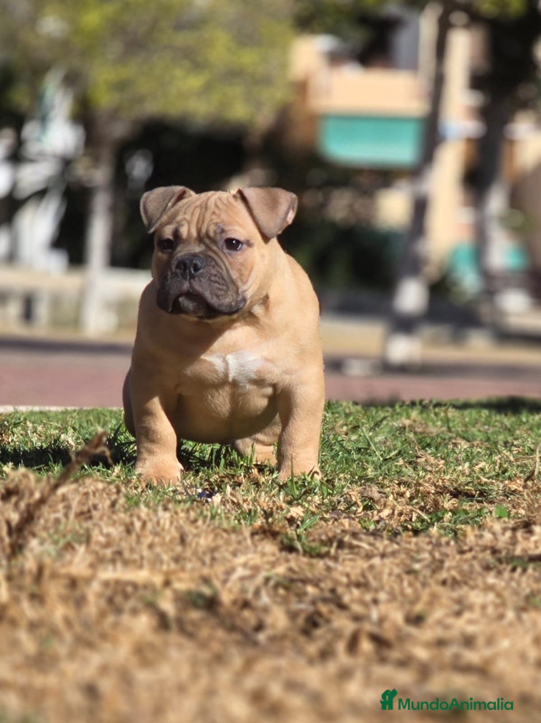 American Bully perros en venta: Cachorros de American Bully  - Anuncio 4