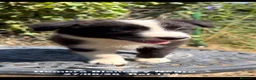 Border Collie perros en venta: BORDER COLLIE DE VILLA BIZNAGA - Anuncio 11