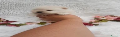Pomerania Cachorro 6