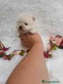 Pomerania Cachorro 6