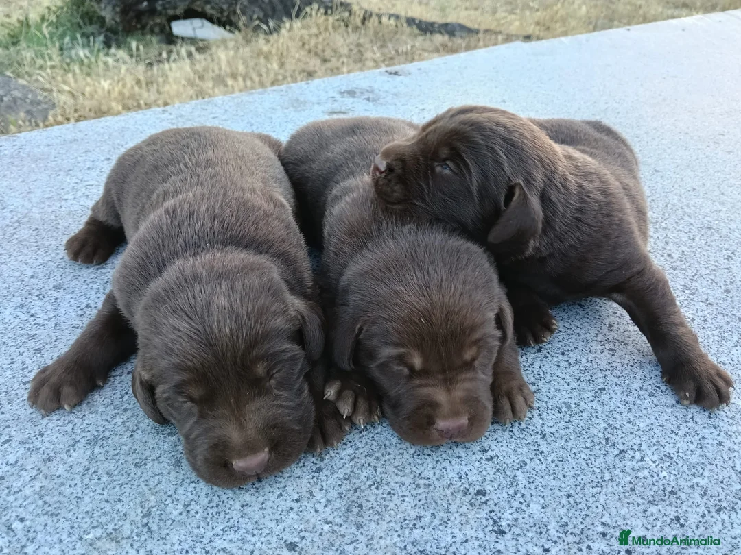 Labrador Retriever perros en venta: Labrador retriever línea inglesa chocolate  - Anuncio 1