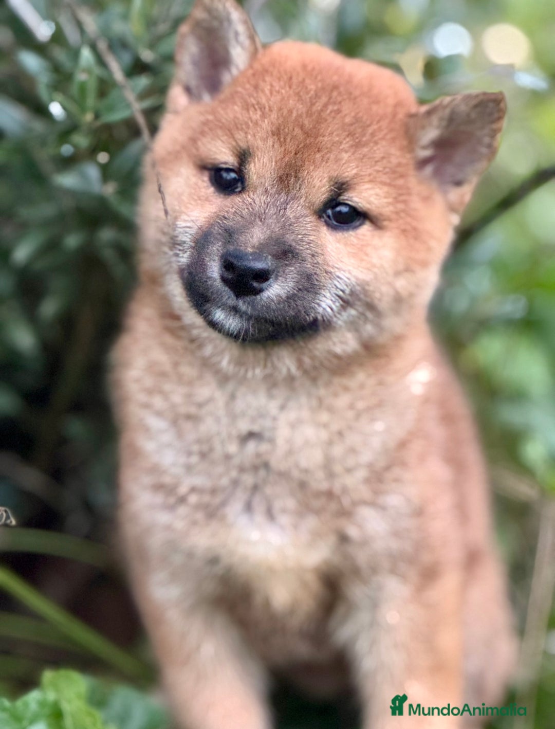 Shiba Inu perros en venta: Exclusivos Shiba Inu  - Anuncio 1
