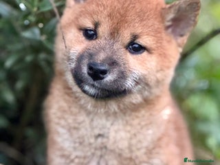 Shiba Inu perros Exclusivos Shiba Inu - Anuncio 1